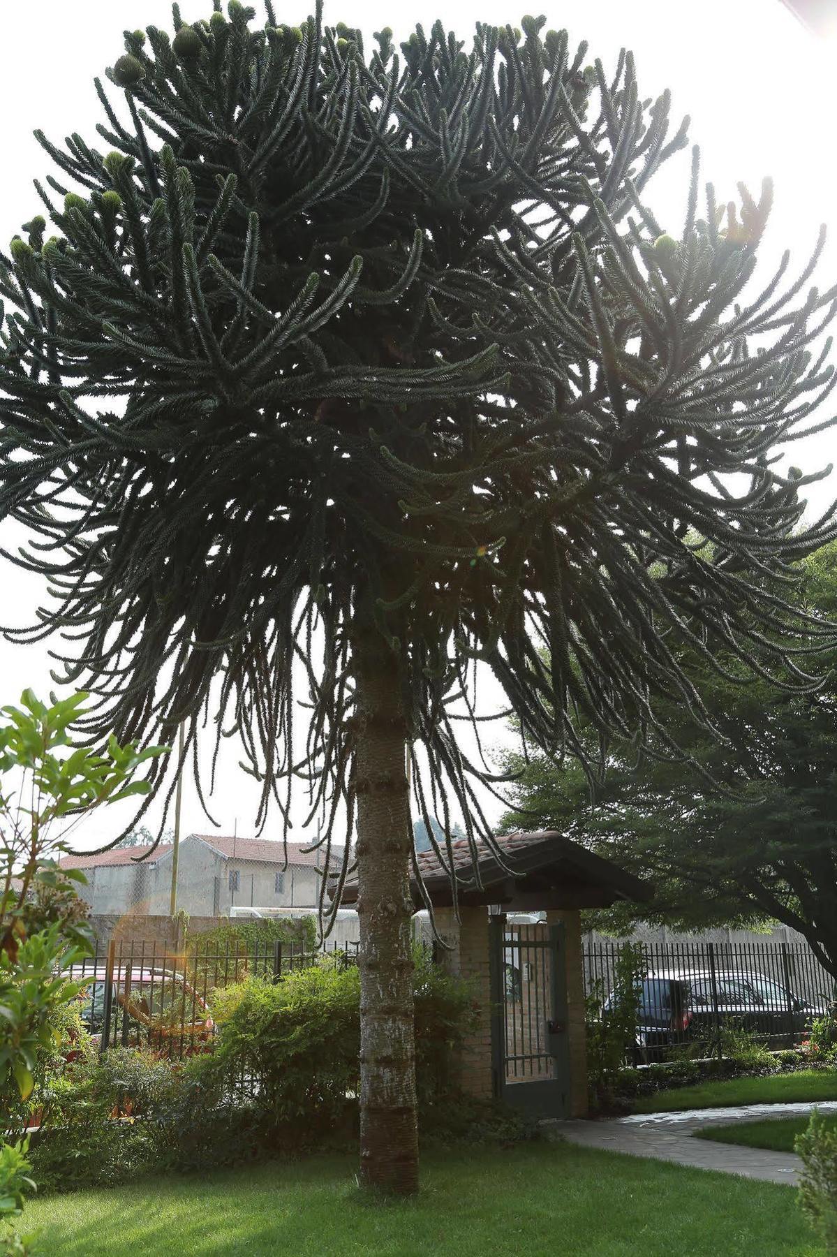 Il Gelsomino Bed & Breakfast Ferno Exterior foto